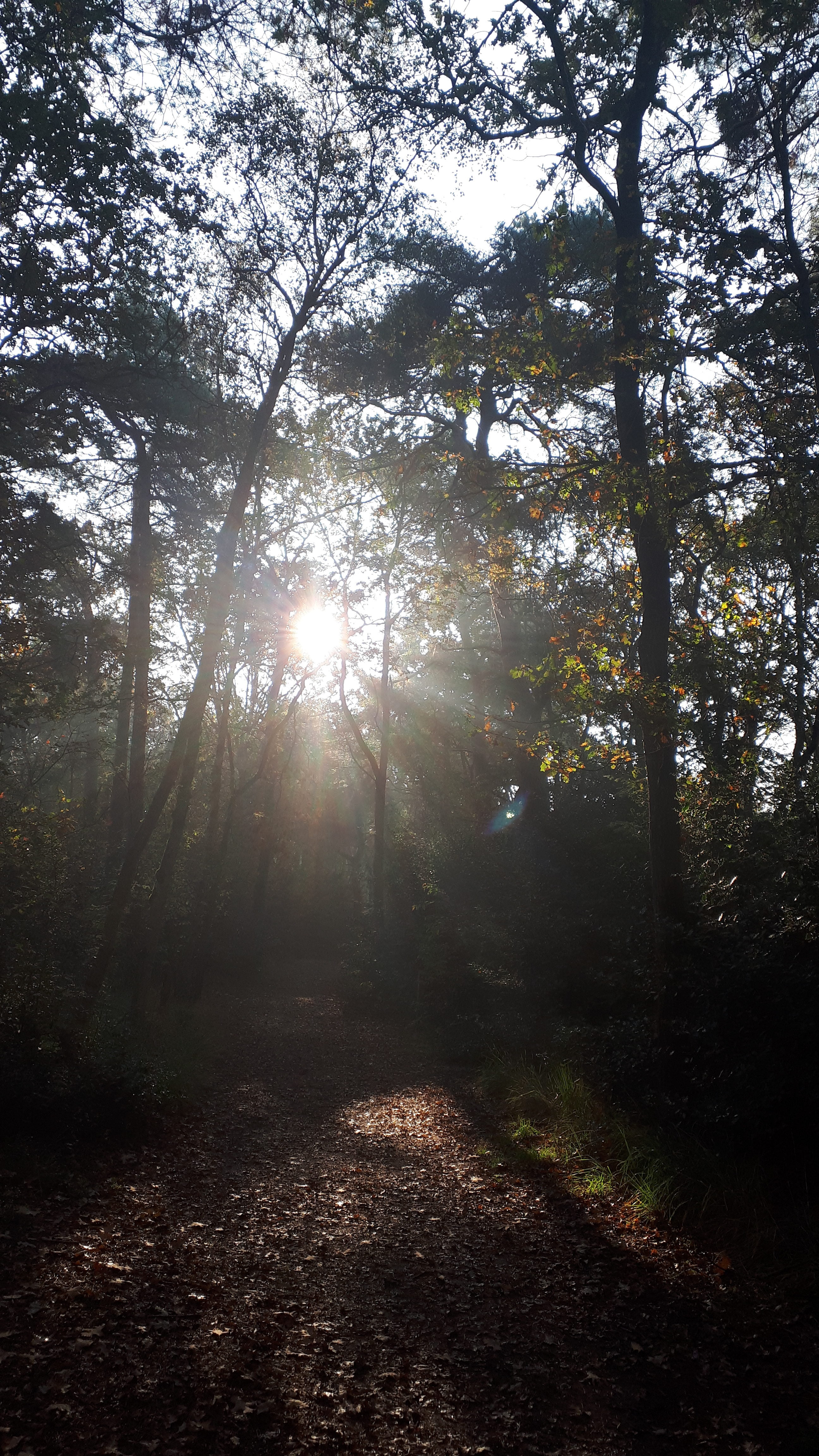 stilteretraite kleine hoeve rust in het bos