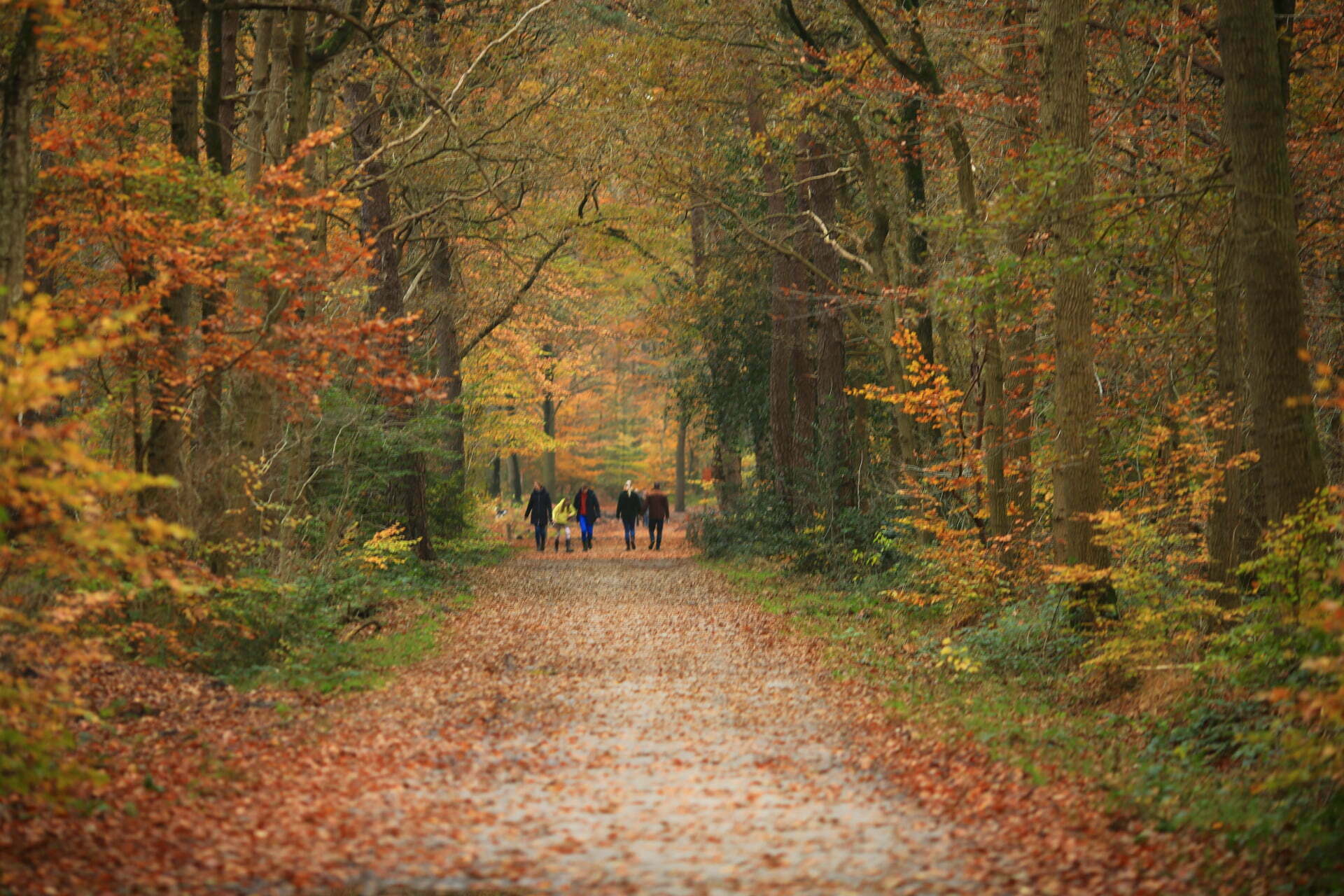 stilteretraite kleine hoeve rust in het bos